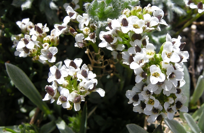 Hornungia alpina / Iberidella alpina